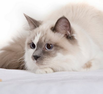 anisocoria gatto