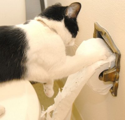 anuria_gatto.jpg