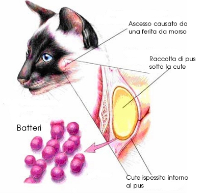 ascesso gatto