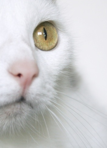 asma gatto