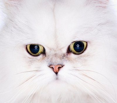 blefarite gatto