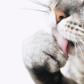 boli_pelo_gatto.jpg