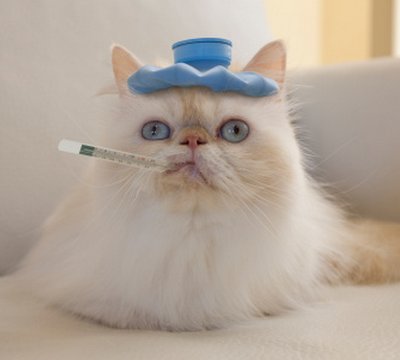 calicivirus gatto