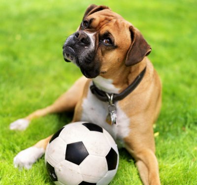 cisti dermoidi cane