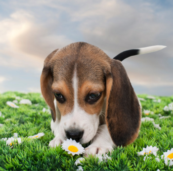 diarrea_cane.jpg