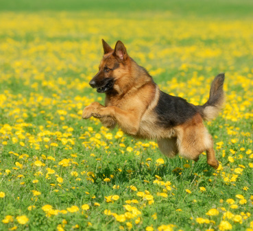 dilatazione torsione gastrica cane
