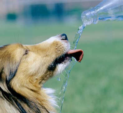disidratazione cane