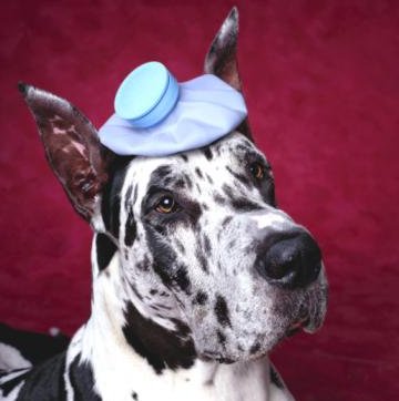 febbre nel cane