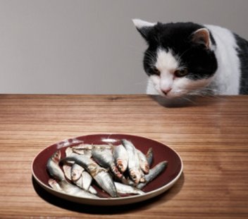 gastrite_gatto.jpg