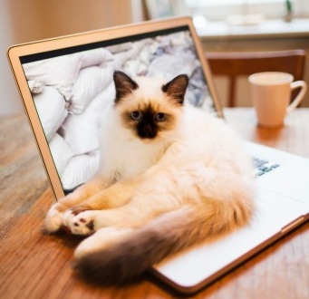 idronefrosi gatto