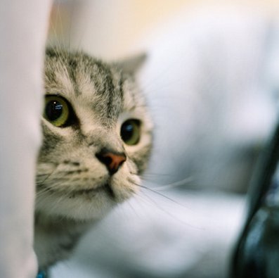 incontinenza_urinaria_gatto.jpg