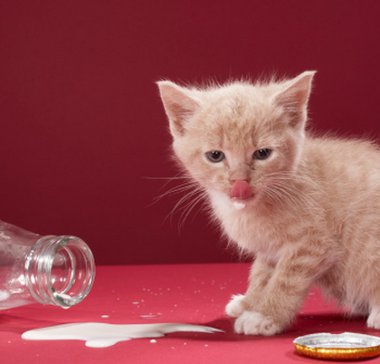 intolleranza_lattosio_gatto.jpg