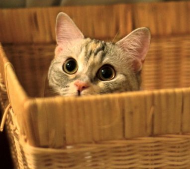 ipertiroidismo_gatto.jpg