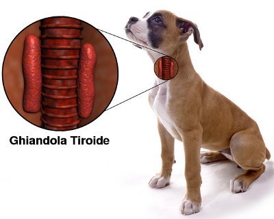 ipotiroidismo_cane.jpg