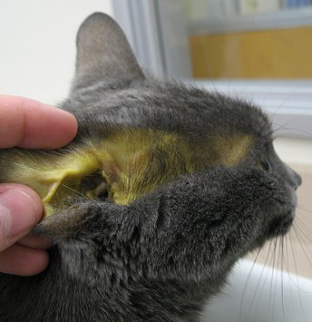 ittero gatto