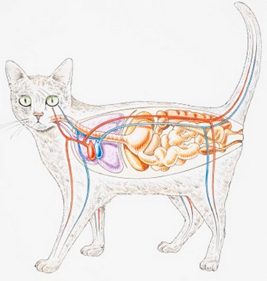 malattie epatiche nel gatto