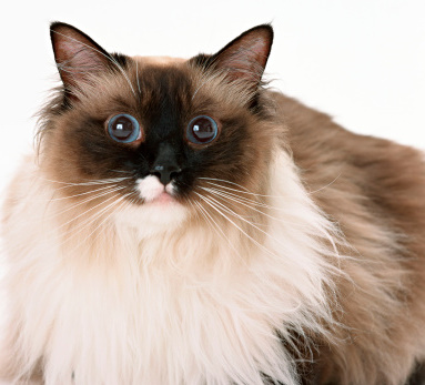 obesità gatto