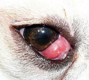 occhio a ciliegia cane