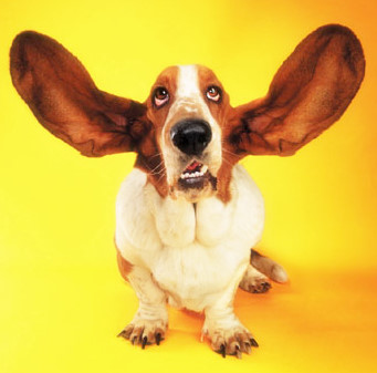 otite_esterna_cane.jpg