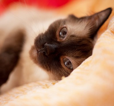 peritonite infettiva felina