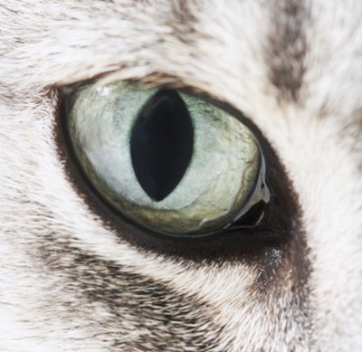 cheratocongiuntivite secca gatto