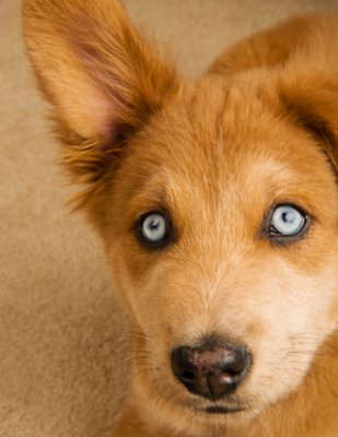 secrezioni_oculari_cane.jpg