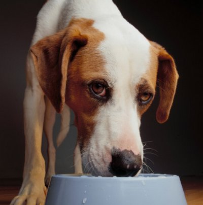 sindrome di cushing cane
