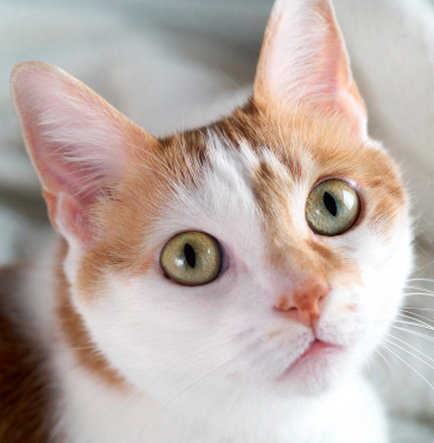 sordità gatto