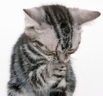 gatto starnutisce