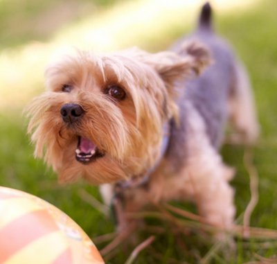 tosse cane