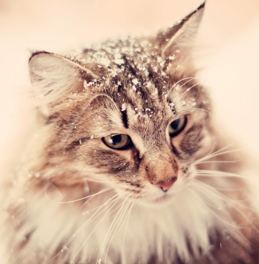 tosse gatto