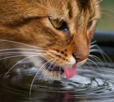 urolitiasi gatto