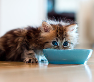 vomito gatto vomito gatto