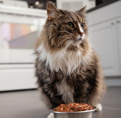 vomito cronico gatto