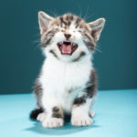 Quando il gatto miagola troppo: cause e rimedi