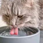 malattie renali gatto