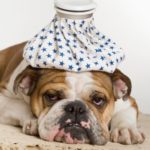 Malattie batteriche del cane: quali sono le più comuni?