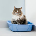 Problemi del tratto urinario nel gatto: sintomi e cura