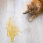 vomito gatto