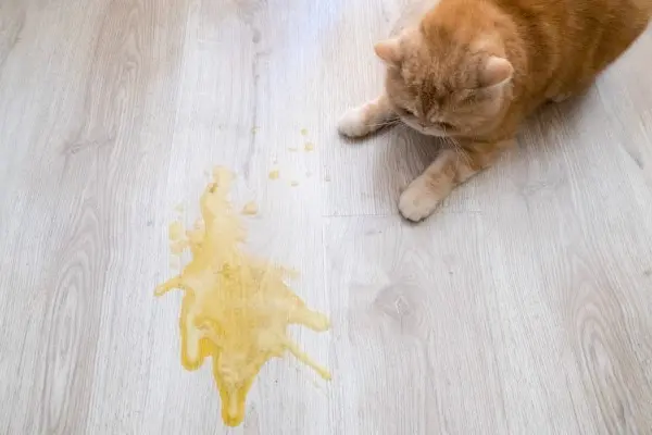 vomito gatto