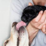 Alito cattivo (alitosi) nel cane: cause, rimedi e prevenzione