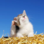 Allergie nel gatto: quali sono le più comuni?