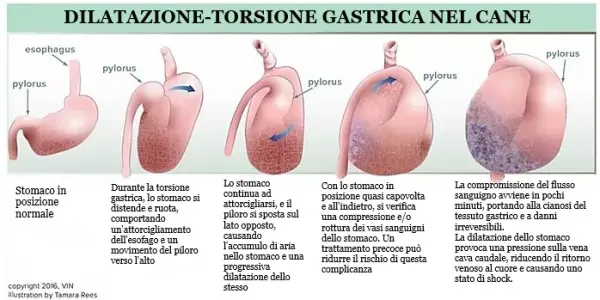 dilatazione torsione gastrica anatomia
