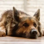 dilatazione torsione gastrica cane