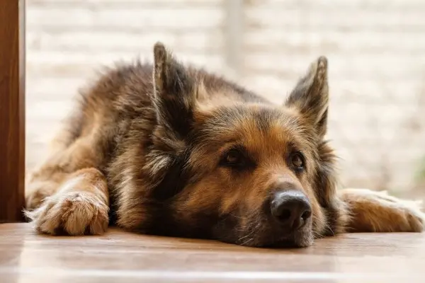 dilatazione torsione gastrica cane