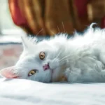 febbre gatto