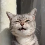 gatto starnutisce