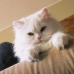 Bronchite nel gatto: sintomi e terapia