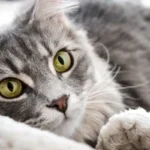 Colite nel gatto: cause, sintomi e trattamento