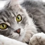 colite gatto